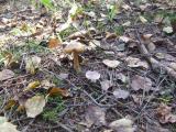 DSCF1711.JPG