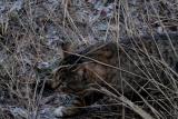 DSC05131 кот5.JPG