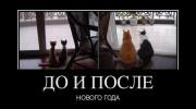 коты после нг.jpg