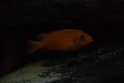 DSC_0252.JPG
