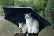Коты_спрятались_под_зонтиком.jpg