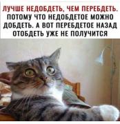 коты2.jpg