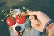 собака помидор.jpg