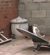 котик2.gif