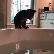 котик.gif