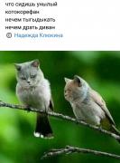 коты5.jpg