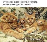Коты семья.jpg