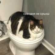коты6.jpg