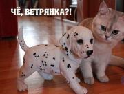 Ветрянка.jpg