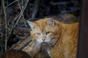 DSC09667.JPG