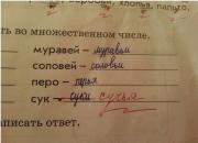 Сучья.jpg
