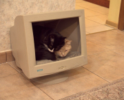 image (2).png
