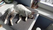 IMG-20220404-WA0001.jpg