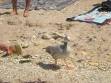 DSCN5116.JPG