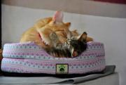 котангенса 02.jpg