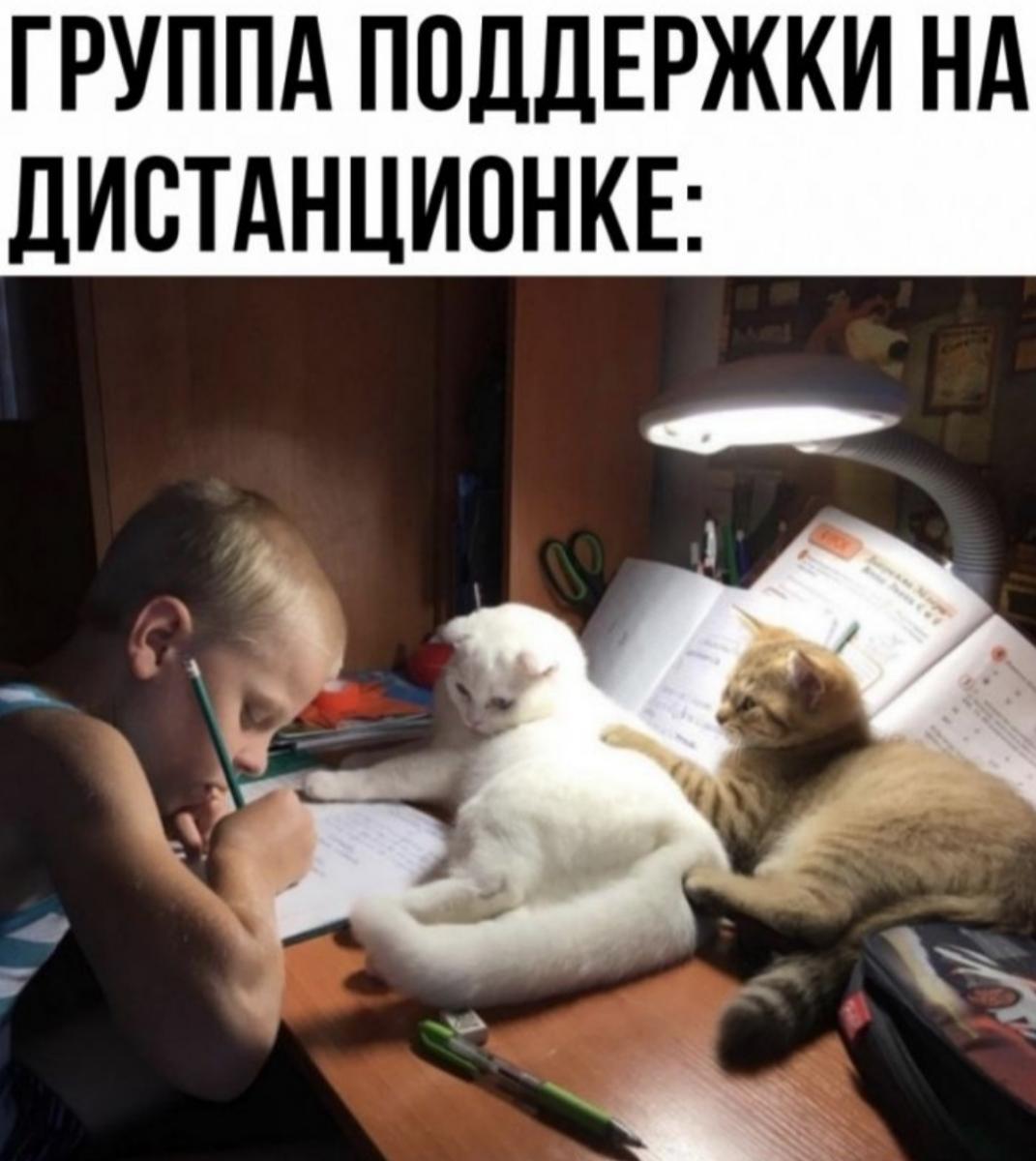 котовасия юмор