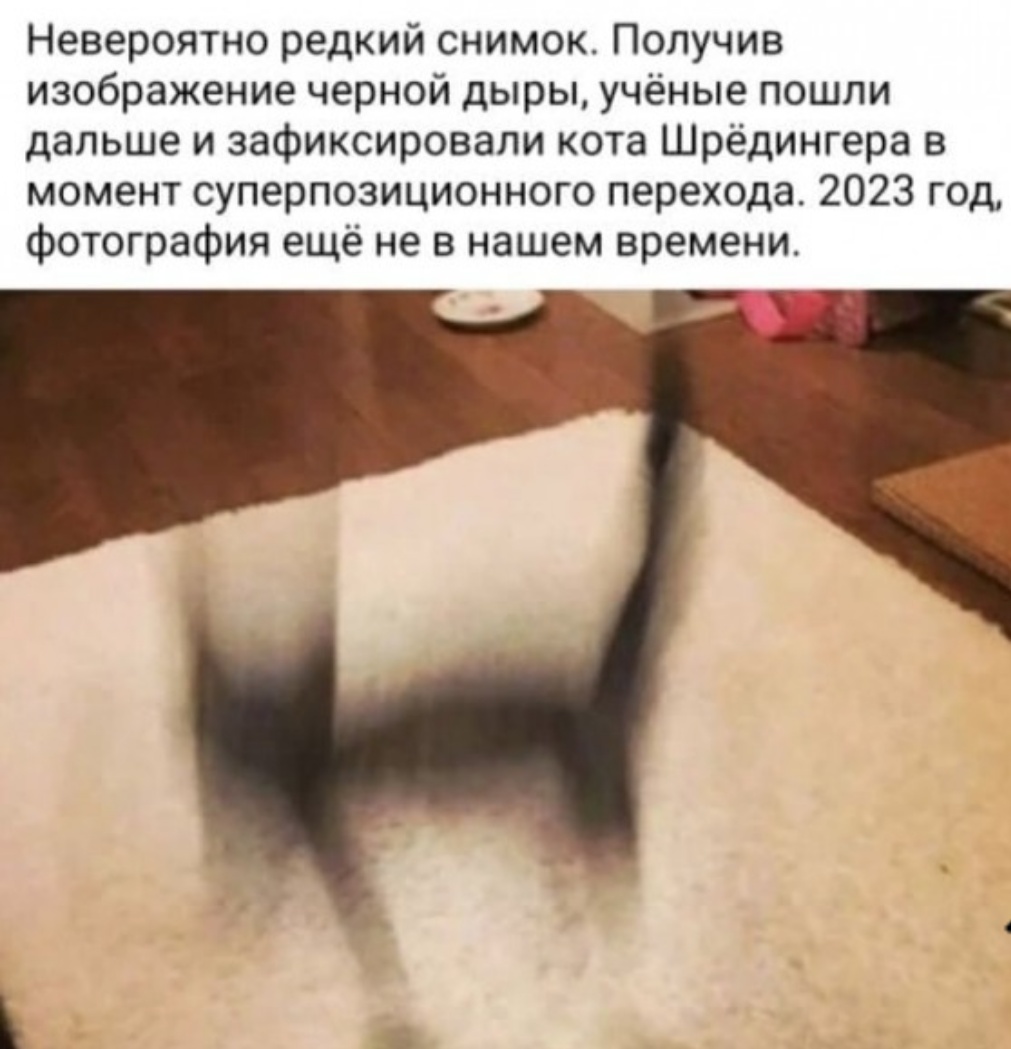 котовасия юмор