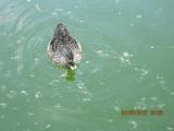 IMG_0829.JPG