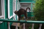 Кот 1.jpg