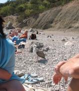 Судак сент. 2012 - 182а.jpg