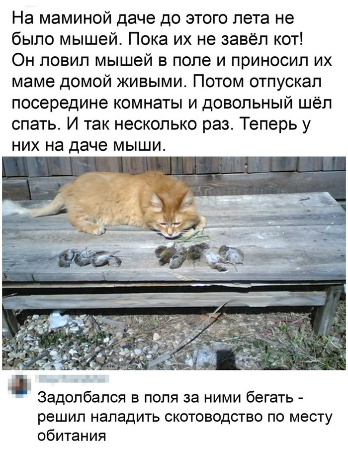 котовасия юмор