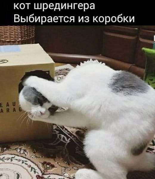 котовасия юмор