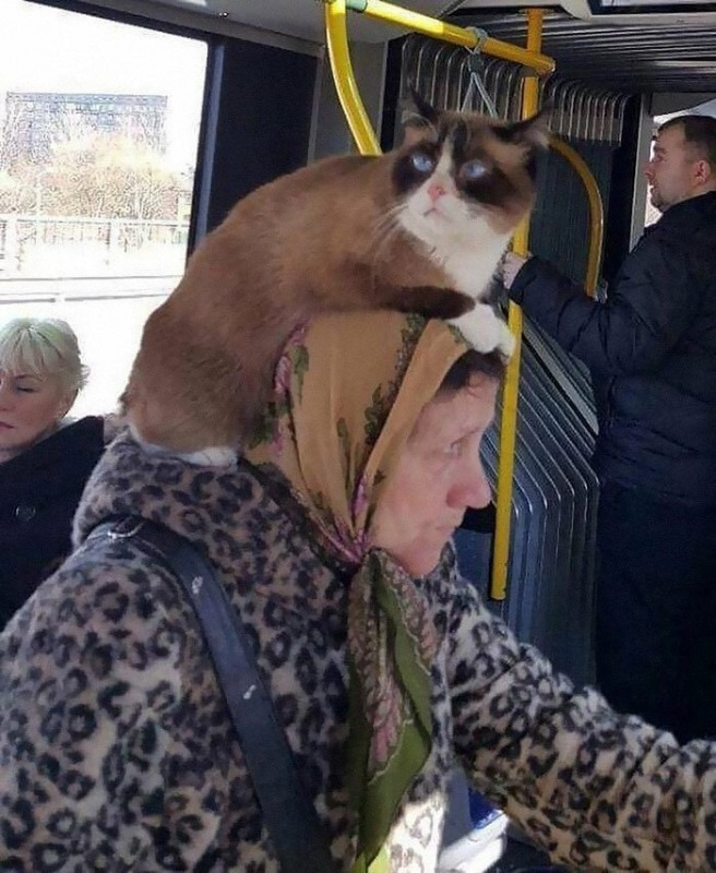 котовасия юмор