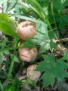IMG-20250706-WA0005.jpg