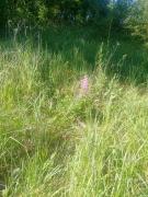 IMG-20250706-WA0003.jpg