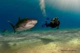 1313478142_underwater_photography_by_brian_skerry_2011_4_b177.ru.jpg