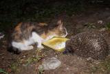 DSC06137.JPG