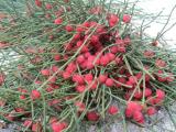 DSC01576.JPG