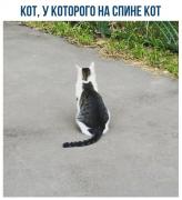 кот кота.jpg