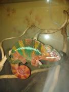 IMG_20200826_200552.jpg