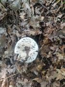 IMG-20250817-WA0020.jpg