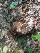 IMG-20250817-WA0029.jpg
