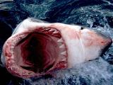 Great_White_Shark__South_Africa_6_.jpg