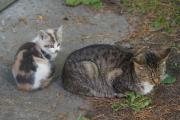 Котенок 8.jpg