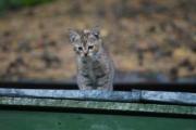 Котенок 6.jpg