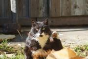 Котенок 7.jpg