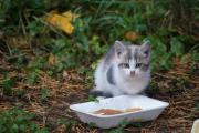Котенок 3.jpg