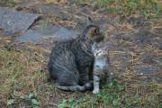 Котенок 2.jpg