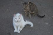 Крымские коты 3.jpg