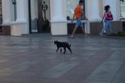 Крымские коты 4.jpg