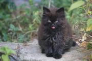 Котенок 1.jpg