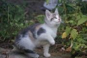 Котенок 3.jpg