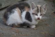 Котенок 2.jpg