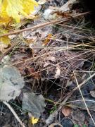 IMG_20261010_092336.jpg