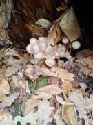 IMG_20261010_103537.jpg