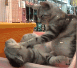 массаж.gif